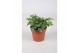 Hedera helix wonder Hedera helix Wonder 5.0 - 7.4  cm 6 pp 