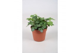 Hedera helix wonder Hedera helix Wonder 5.0 - 7.4  cm 6 pp