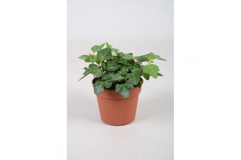 Hedera helix wonder Hedera helix Wonder 5.0 - 7.4 cm 6 pp Hedera helix wonder Hedera helix Wonder 5.0 - 7.4 cm 6 pp