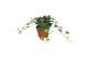 Hedera helix wonder 9pp - 20-25cm Rank 