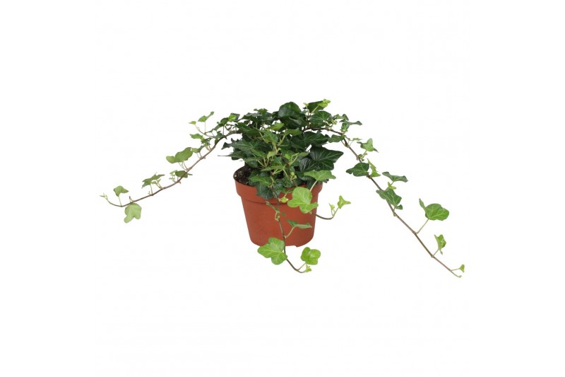Hedera helix wonder 9pp - 20-25cm Rank Hedera helix wonder 9pp - 20-25cm Rank