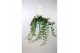 Hedera helix wonder 17pp - 120cm Rank - Hangpot XXL 