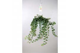 Hedera helix wonder 17pp - 120cm Rank - Hangpot XXL