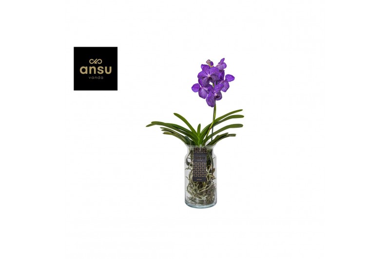 Vanda hybriden blue 231 in bose glas xl 