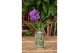 Vanda hybriden blue 231 in bose glas xl 
