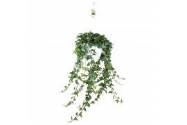 Hedera mein herz helix 20pp - 80-90cm Rank - Hangpot XXL