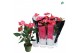 Anthurium andr. pink royal 6-8 bloem 