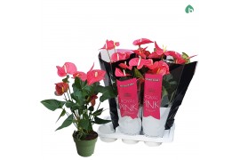 Anthurium andr. pink royal 6-8 bloem