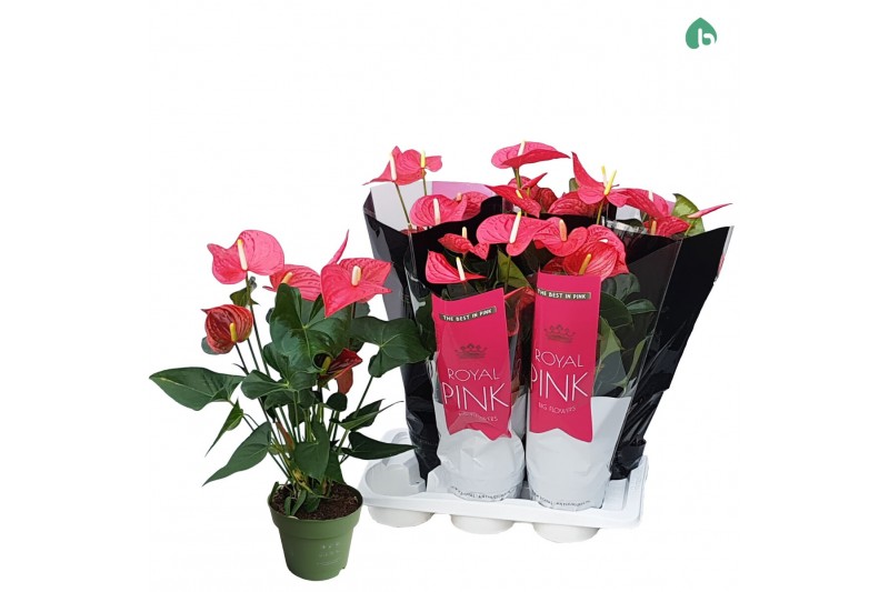 Anthurium andr. pink royal 6-8 bloem 