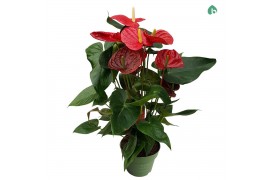 Anthurium andr. oklahoma 5-7 bloem