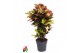 Codiaeum variegatum mrs iceton vertakt 