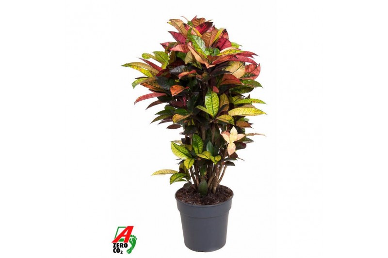 Codiaeum variegatum mrs iceton vertakt 
