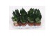 Sansevieria trifasciata hahnii black 