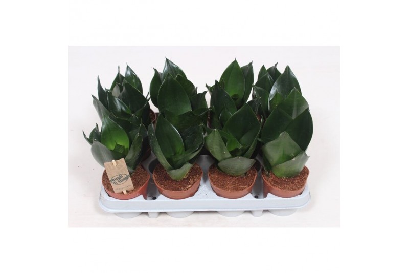 Sansevieria trifasciata hahnii black 