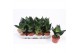 Sansevieria trifasciata hahnii black 