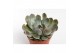 Echeveria Apus 