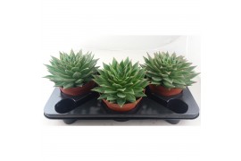 Echeveria Lip Stick