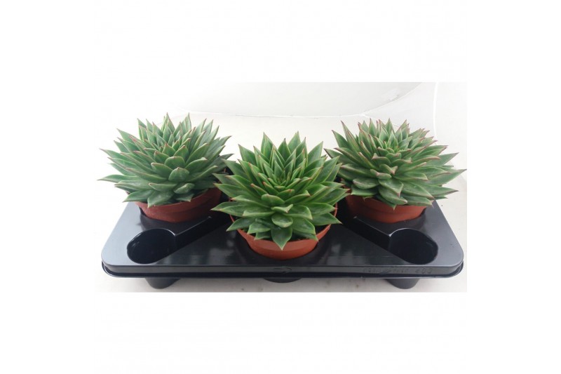 Echeveria Lip Stick 