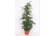Philodendron Philodendron Dragon Tail 10 pp 