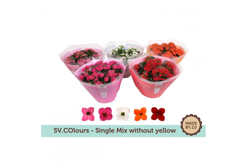 Kalanchoe mix Kalanchoë Single Mix in SV.COloursleeve - without yellow 