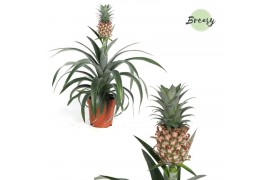 Ananas mi amigo