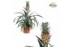 Ananas mi amigo 