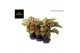 Aglaonema mix exclusive 
