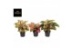 Aglaonema mix exclusive 