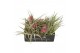Tillandsia cs mix 101903 x25 