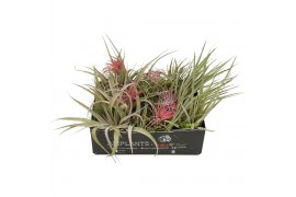 Tillandsia cs mix 101903 x25
