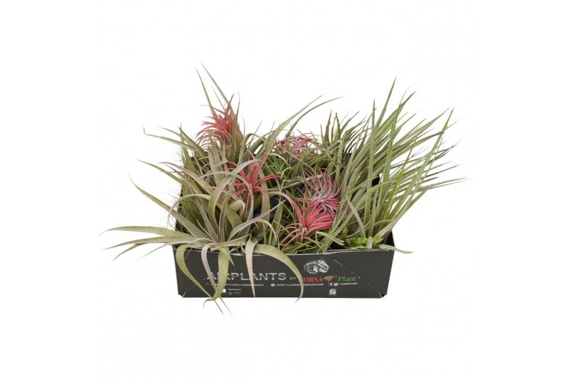 Tillandsia cs mix 101903 x25 