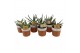 Aloe mix Aloe gemengd 10.5 cm in terrapot 