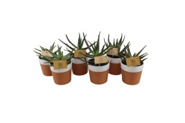 Aloe mix Aloe gemengd 10.5 cm in terrapot