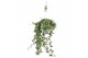 Hedera helix eva 17pp - 90-100cm Rank - Hangpot XXL 
