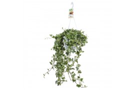 Hedera helix eva 17pp - 90-100cm Rank - Hangpot XXL