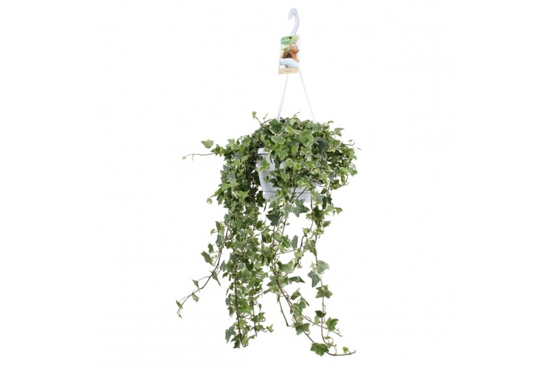 Hedera helix eva 17pp - 90-100cm Rank - Hangpot XXL Hedera helix eva 17pp - 90-100cm Rank - Hangpot XXL