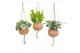 Kamerplanten mix groen Jungle Kokodama hangup 