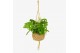 Kamerplanten mix groen Jungle Kokodama hangup 