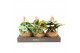 Kamerplanten mix groen Jungle Kokodama hangup 