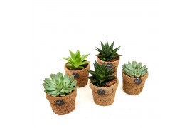 Succulenten mix Kokopot