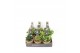 Succulenten mix Kokopot 
