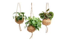 Kamerplanten mix groen Kokodama Dream mix hangup
