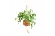 Kamerplanten mix groen Kokodama Dream mix hangup 