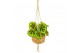 Kamerplanten mix groen Kokodama Dream mix hangup 