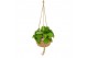 Kamerplanten mix groen Kokodama Dream mix hangup 