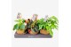 Kamerplanten mix groen Kokodama Dream mix hangup 