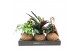 Kamerplanten mix groen Kokodama Dream mix hangup 