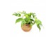 Monstera miminima Kokodama hangup 