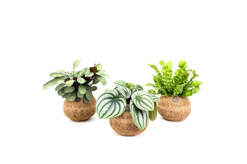 Kamerplanten mix groen Kokodama Jungle mix no string 