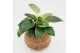 Kamerplanten mix groen Kokodama Jungle mix no string 
